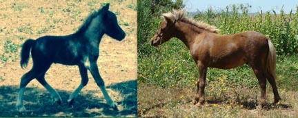 Remy foals